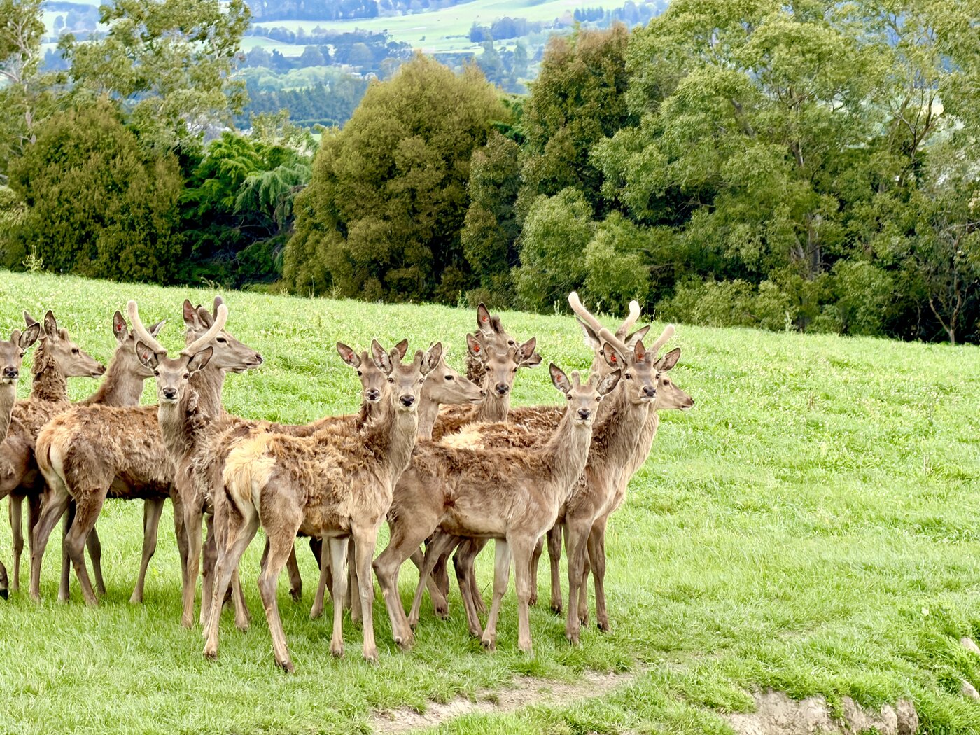 Deer herd on a South Island farm