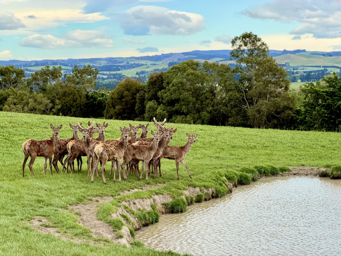 Deer beside a farm pond in the South Island high country