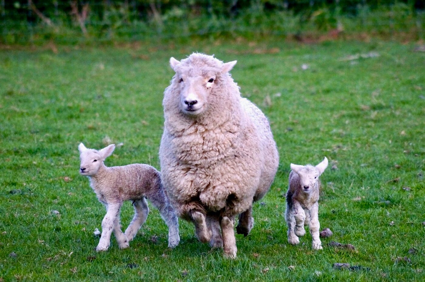 Sheep grazing on Canterbury farmland