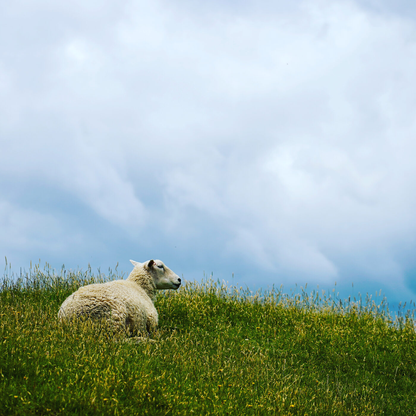 Sheep on a Canterbury farm