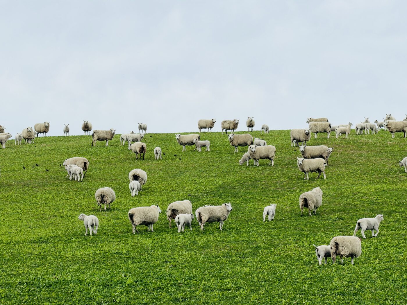 Sheep on Canterbury farmland