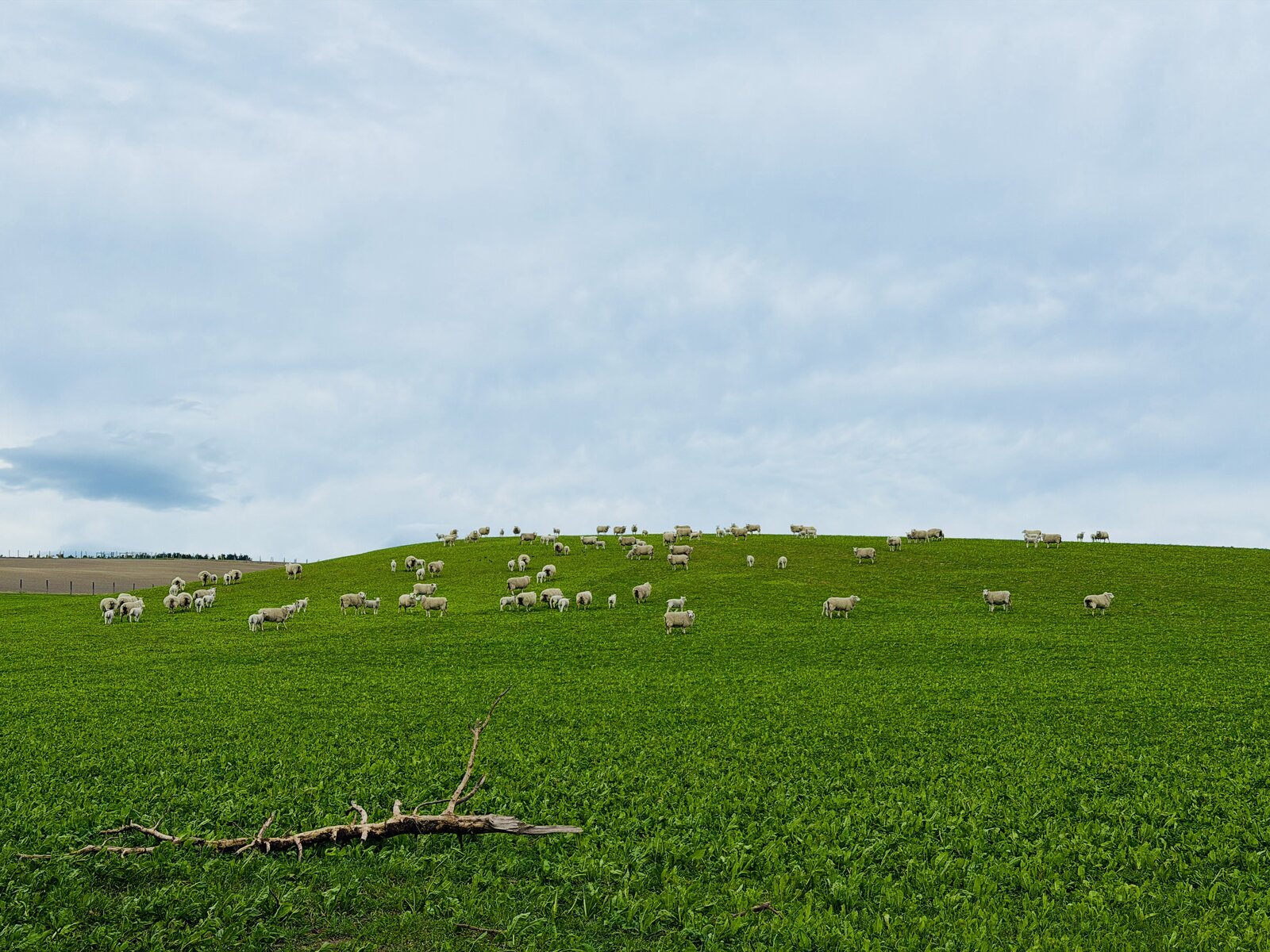 Sheep grazing across a wide Canterbury paddock